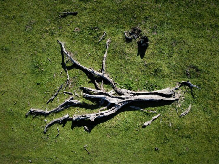 Photo from above of  dead tree lying on grassy ground. 